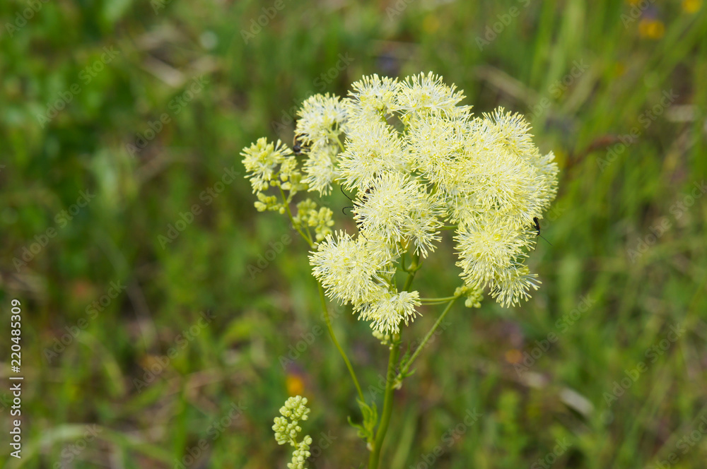 Shining meadow-rue or thalictrum lucidum plant Shining meadow-rue or thalictrum lucidum plant