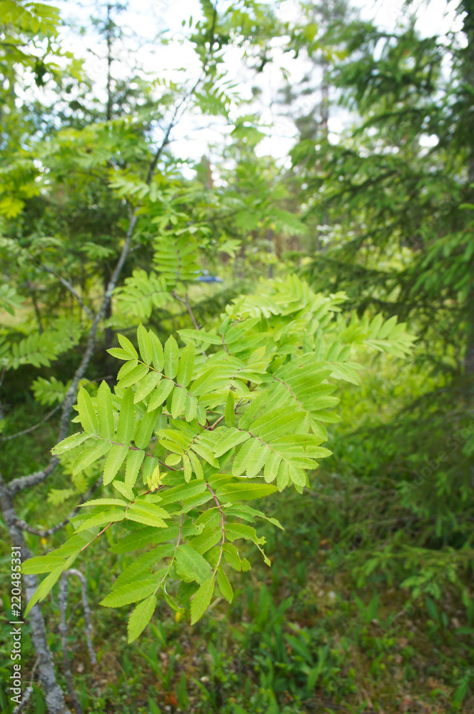 Sorbus aucuparia or rowan and mountain-ash green foliage