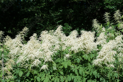 Fototapeta Naklejka Na Ścianę i Meble -  Flower Aruncus vulgaris grows in the garden