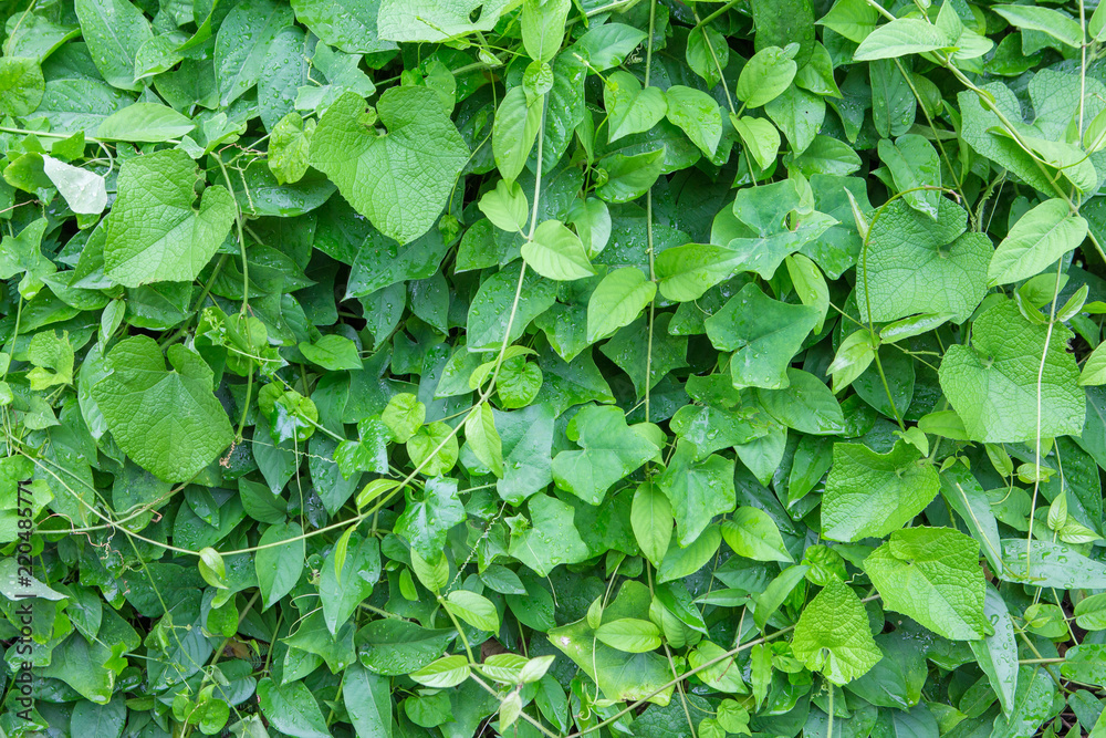 Creepers on walls and dew Creepers on walls and dew