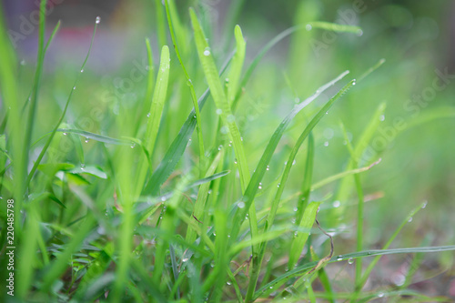 Green grass and dew