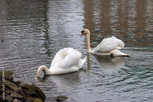 Swans in the lake