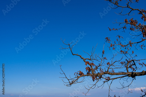 Blue sky over tree at Bukhansan national park
