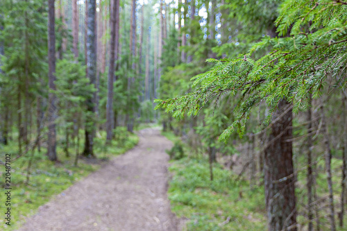 Branch of a Christmas tree against a background of a blurred forest and a road