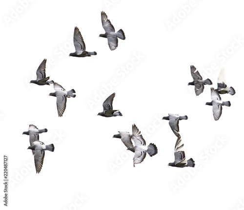 flock of speed racing pigeon bird flying on white background