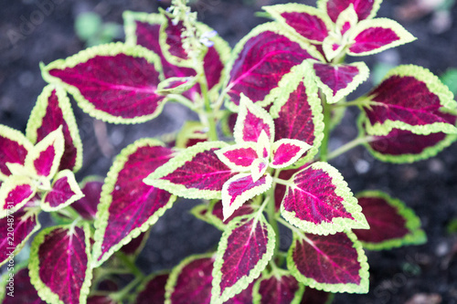 Red Dragon Kleinköpfiger Knöterich (Persicaria Microcephala) Bistort photo