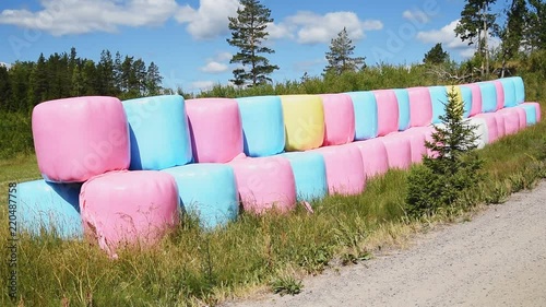 Colorful silage bales beside a country road in woodland on a sunny summer day. photo