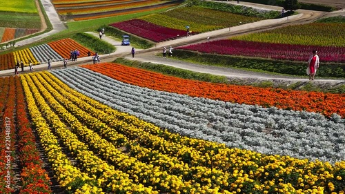 丘の町・美瑛のお花畑