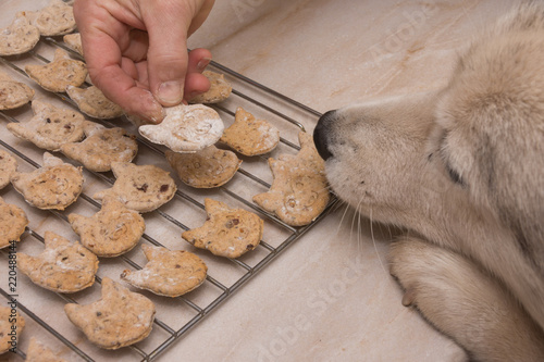 Husky Hund will an selbstgemachten Hundekekse auf Backofengitter