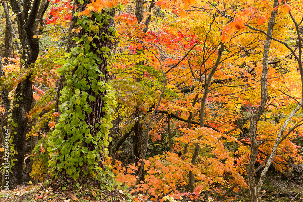Forest in Autumn Forest in Autumn