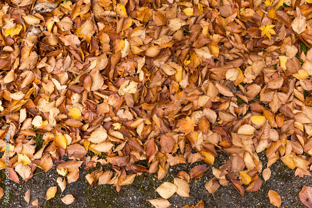 Dried autumn leave on floor Dried autumn leave on floor