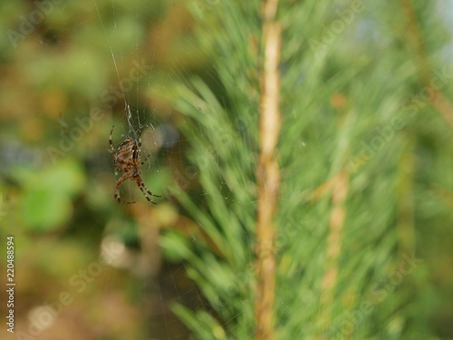 Polonne / Ukraine - 30 August 2018: spider hunted on the web in the woods