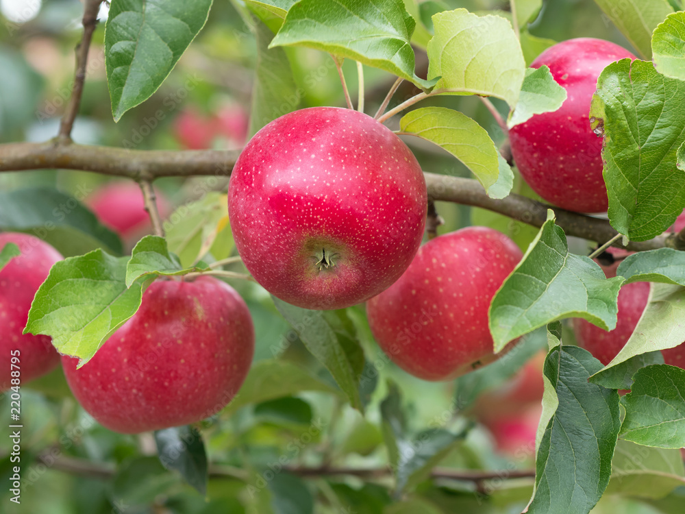 Apfel - Apfelbaum - Apfelernte im Garten Apfel - Apfelbaum - Apfelernte im Garten