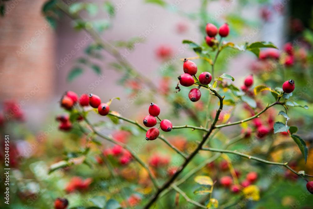 Close-up of dog-rose berries. Dog rose fruits (Rosa canina). Wild rosehips in nature.