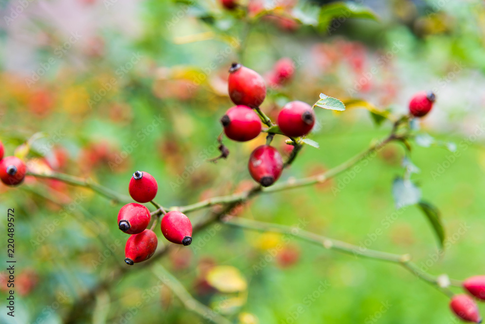 Close-up of dog-rose berries. Dog rose fruits (Rosa canina). Wild rosehips in nature. Close-up of dog-rose berries. Dog rose fruits (Rosa canina). Wild rosehips in nature.