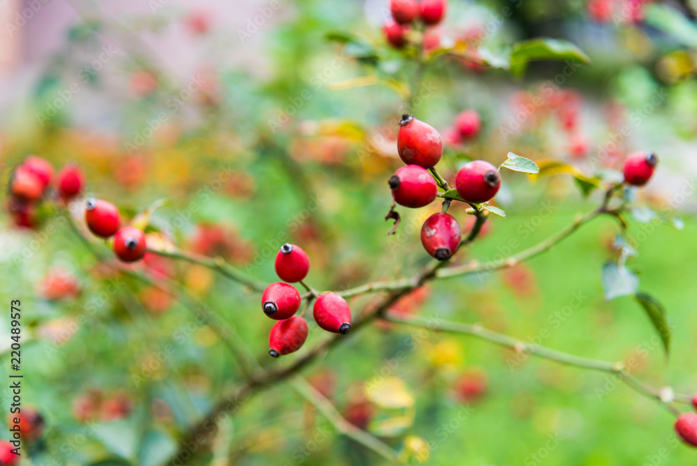 Fototapeta premium Close-up of dog-rose berries. Dog rose fruits (Rosa canina). Wild rosehips in nature.