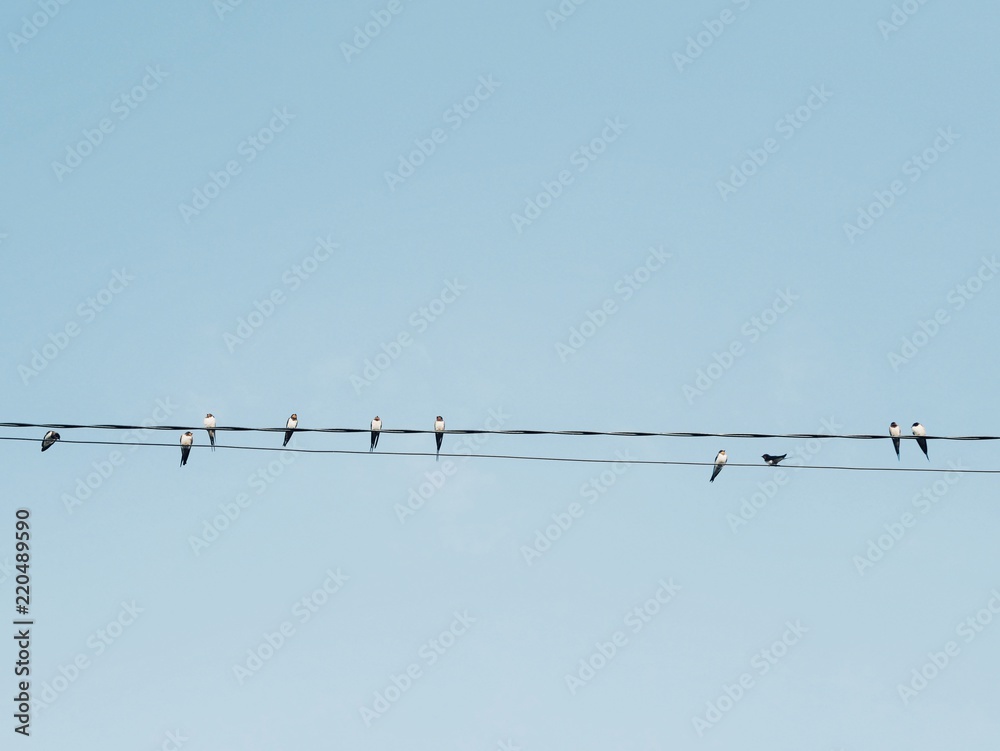 Polonne / Ukraine - 31 August 2018: swallows on wires in the background of a clean sky Polonne / Ukraine - 31 August 2018: swallows on wires in the background of a clean sky