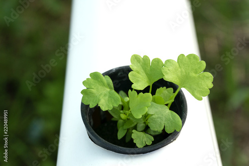 Hydroponics green vegetables in black plastic cup on the white rails,Close up High-angle shot. photo