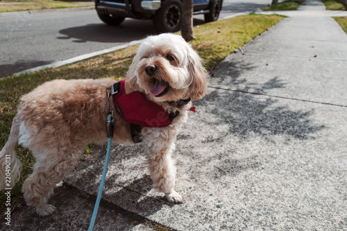 Adorable dog with harness smiling and watching back on street  photo