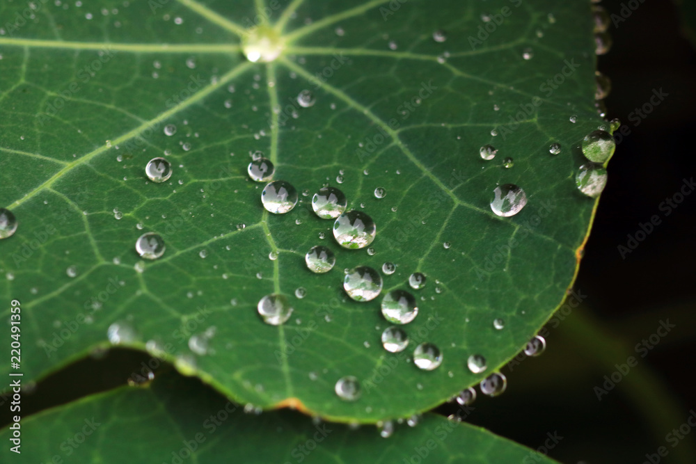 Water drop on leaf after the rain. Water drop on leaf after the rain.