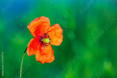 Fototapeta Naklejka Na Ścianę i Meble -  Opened poppy flower at fuzzy green background.