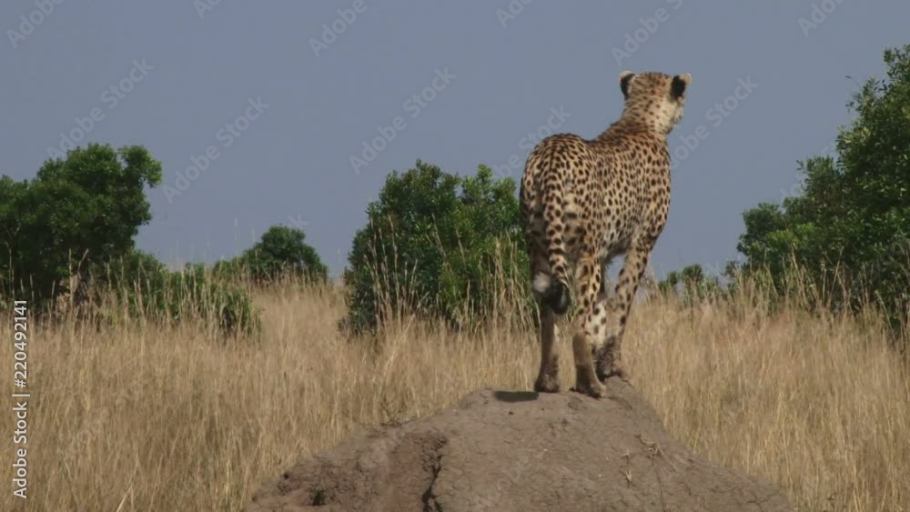 A cheetah sitting on a termite hill sees running antelopes and runs after them.mov A cheetah sitting on a termite hill sees running antelopes and runs after them.mov