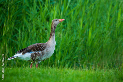 Gray goose (Anser fabalis) stays on grass at green fuzzy background.