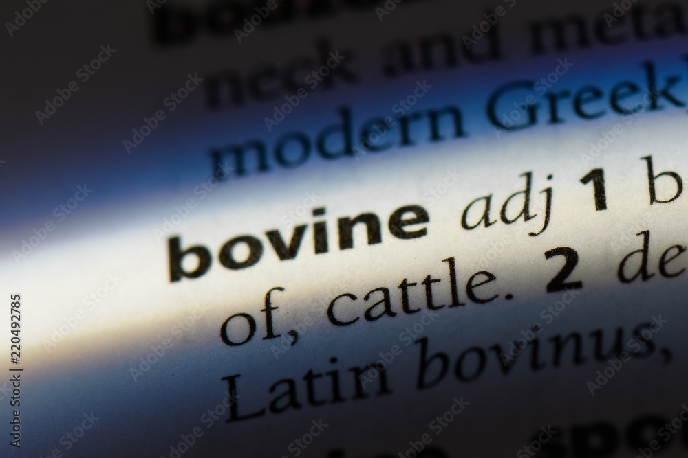 bovine