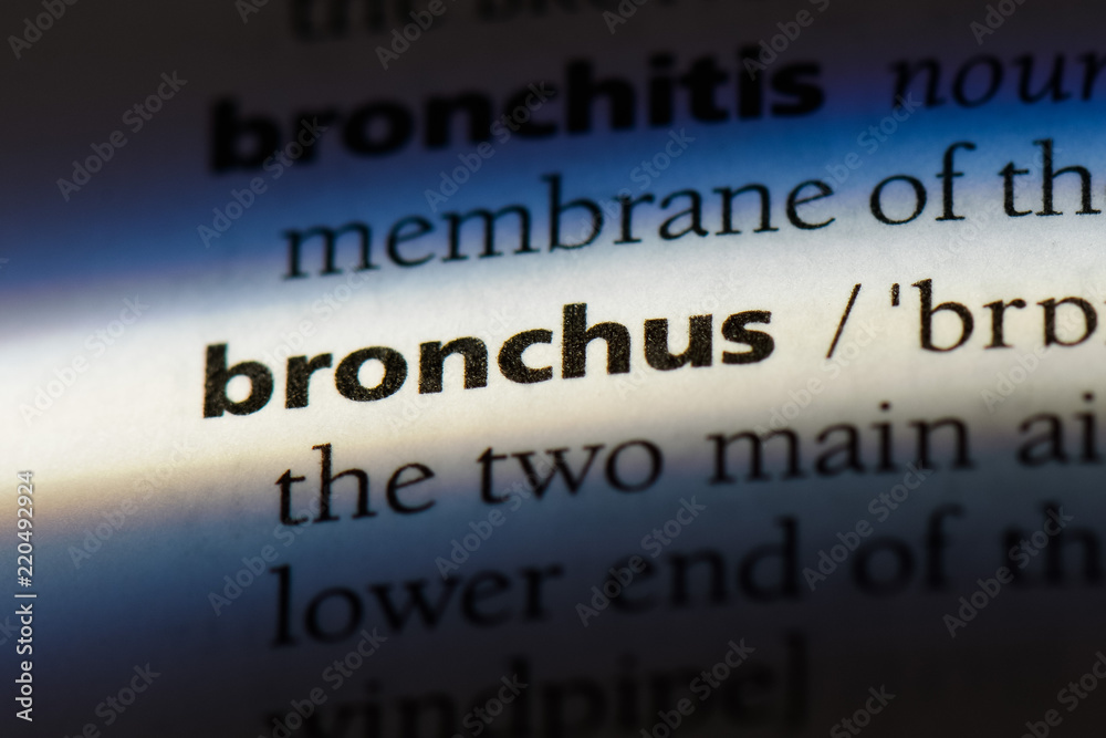 bronchus bronchus