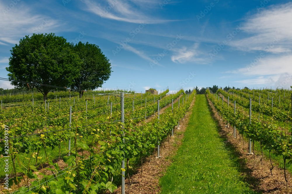 field of vineyards at noon in spring