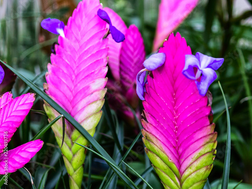 Tillandsia Cyanea (common name pink quill) is a species of flowering plant , native to the rainforests of Ecuador and Peru, where it grows sitting on trees. photo