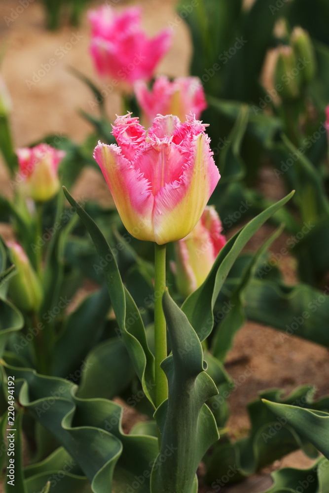 Naklejka premium チューリップ