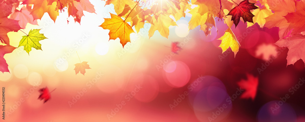 Falling Autumn Maple Leaves Natural Colorful Background - obrazy, fototapety, plakaty 