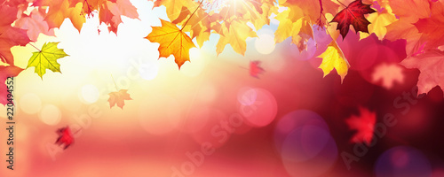 Falling Autumn Maple Leaves Natural Colorful Background