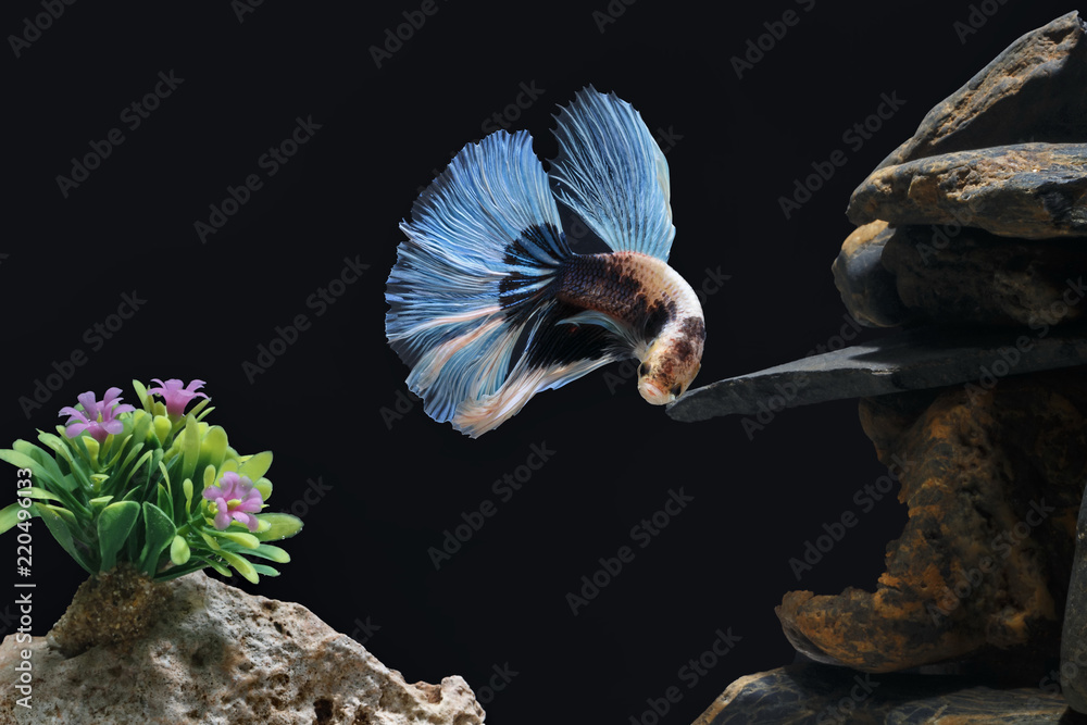 Fighting fish, Siamese fish, in a fish tank decorated with pebbles and ...