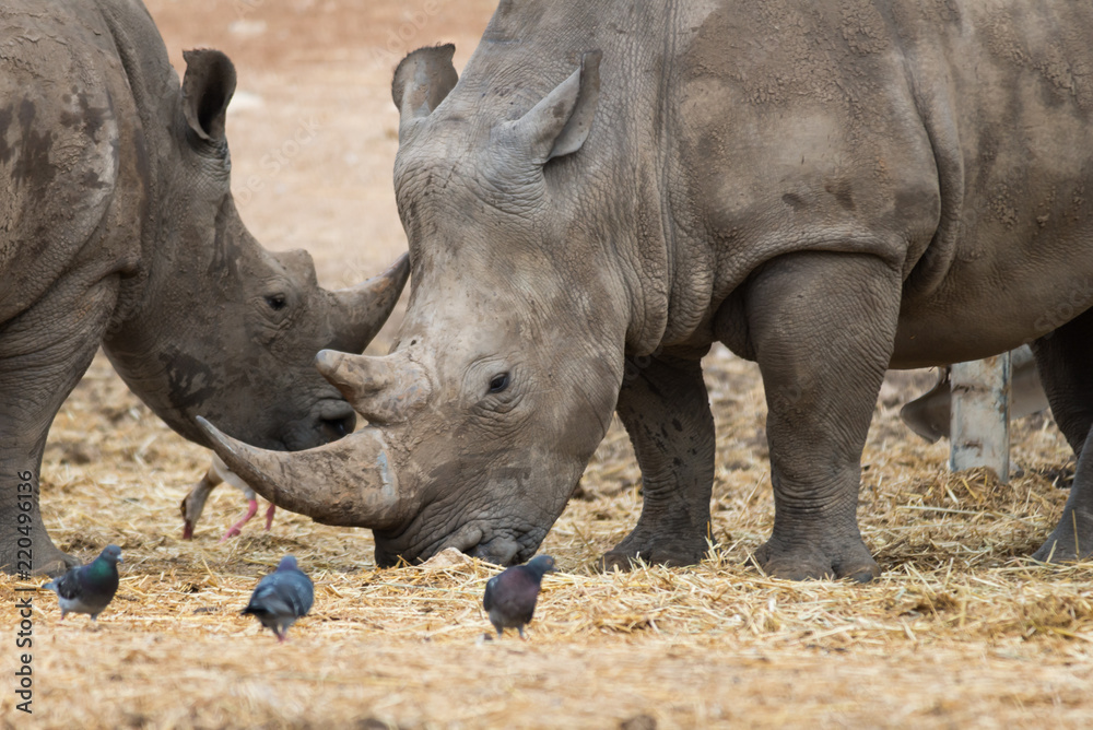 Morning Tour at Ramat Gan Safari Park Morning Tour at Ramat Gan Safari Park