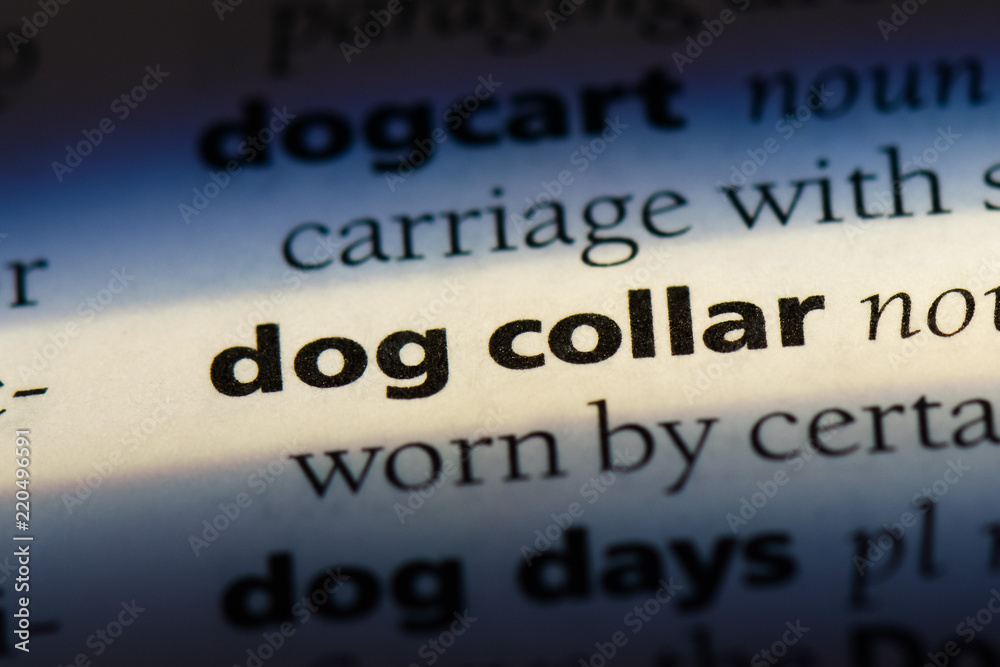 Obraz premium dog collar