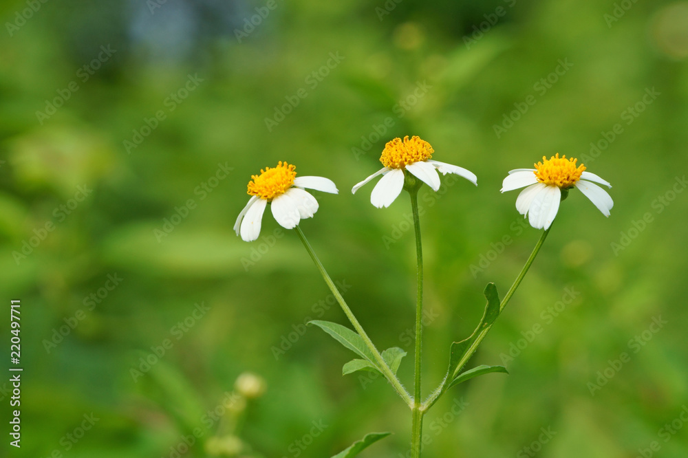Bidens pilosa flowers in the morning