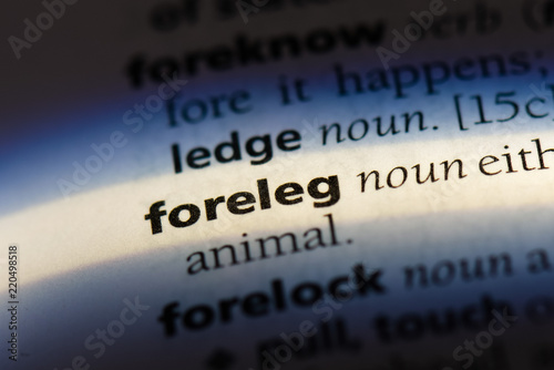  foreleg