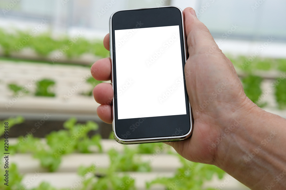 agronomist farmer using smart phone to monitor ec, pH, temperature of lettuce vegetable in hydroponic farm