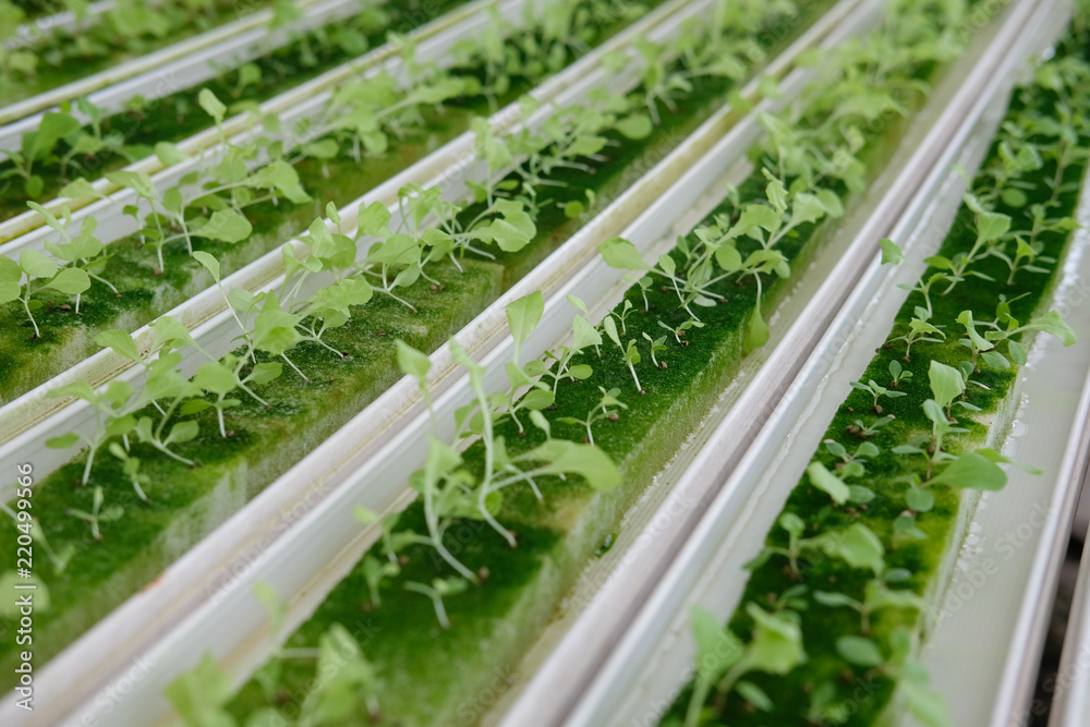 seedling of hydroponic vegetable sprout on wet sponge in plant nursery. lettuce salad growing from seed seedling of hydroponic vegetable sprout on wet sponge in plant nursery. lettuce salad growing from seed