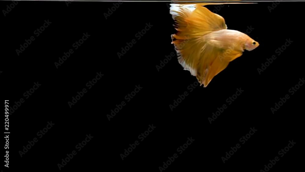 Siamese Fighting Fish or Betta has developed a variety of fins, tail and a variety of colors. Siamese Fighting Fish or Betta has developed a variety of fins, tail and a variety of colors.