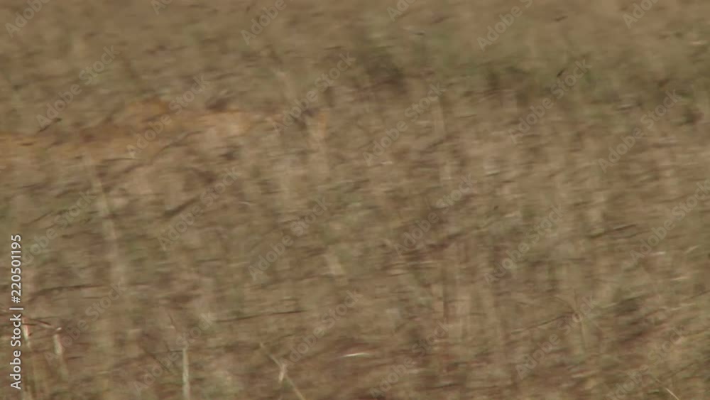 A hunting lion creeps under tall grass towards wildebeests.mov A hunting lion creeps under tall grass towards wildebeests.mov