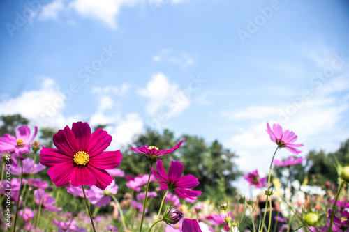 Cosmos flowers blooming in the garden.Pink and red cosmos flowers garden, soft focus and look in blue color tone.Cosmos flowers blooming in Field.