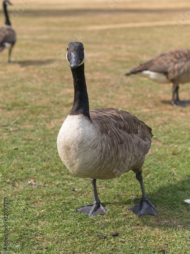 Close-up of canada goose on grass field. Geese in the background.