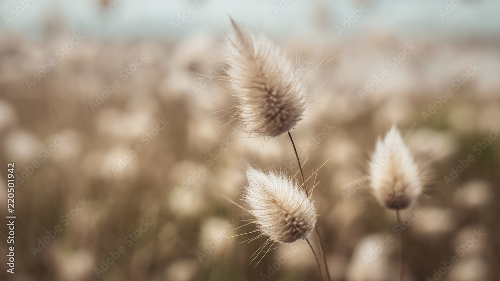 Obraz premium Lagurus ovatus