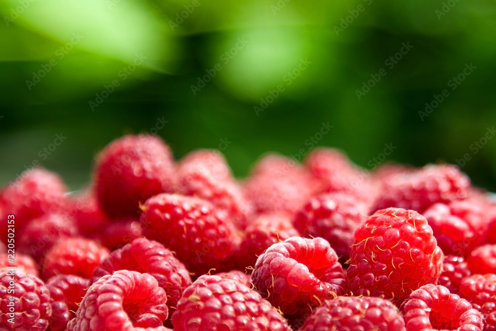 Fresh ripe raspberries on blurred green background Fresh ripe raspberries on blurred green background
