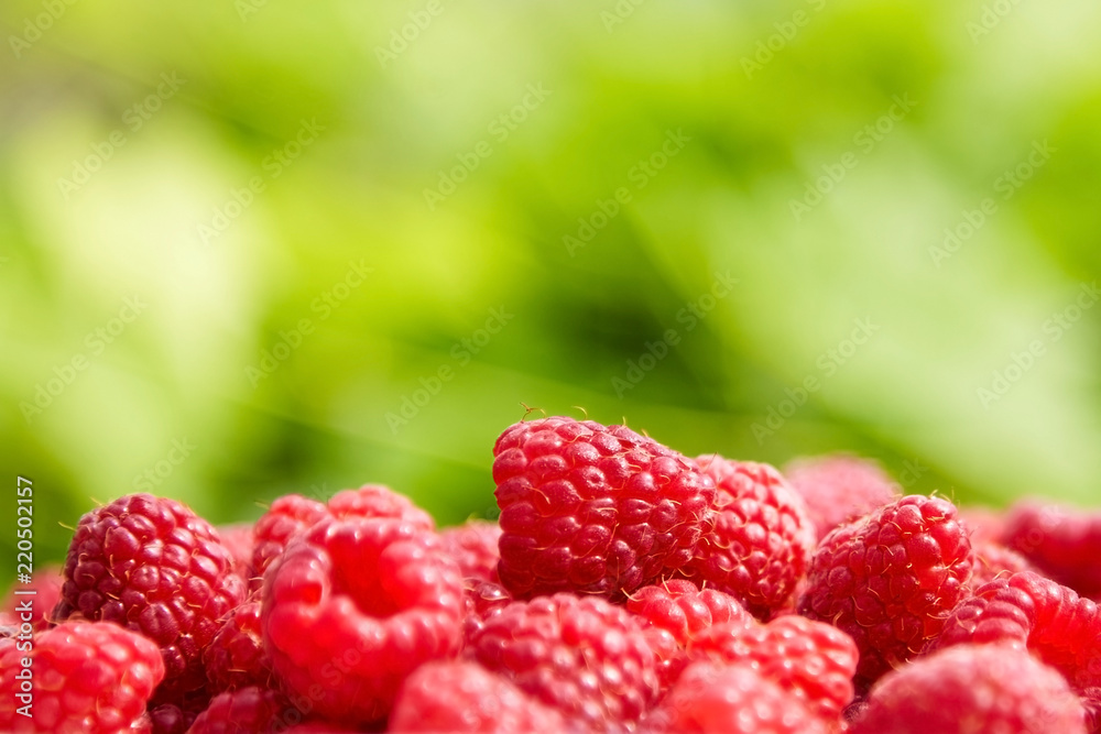 Fresh ripe raspberries on blurred green background Fresh ripe raspberries on blurred green background