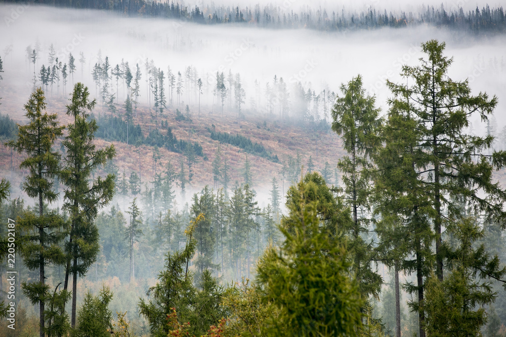 Forest in the mist as a background. Beautiful natural landscape in the summer time Forest in the mist as a background. Beautiful natural landscape in the summer time