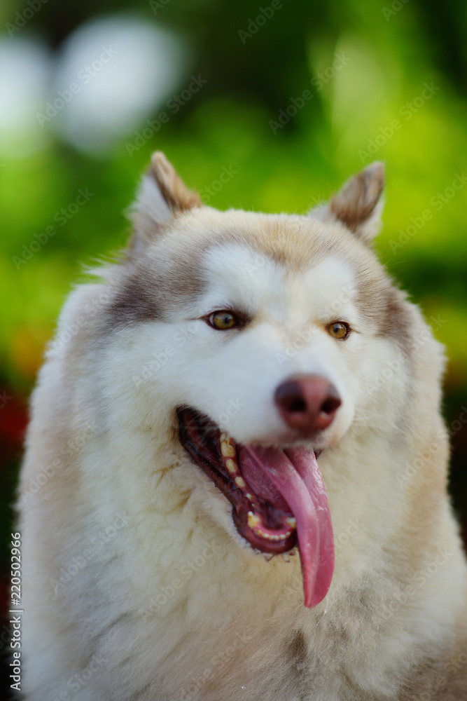 Lilac color Alaskan malamute during tongue out Lilac color Alaskan malamute during tongue out